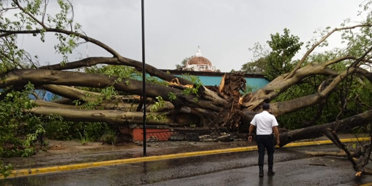 Lluvias dejan caída de árboles, apagones y encharcamientos en Oaxaca | El Imparcial de Oaxaca