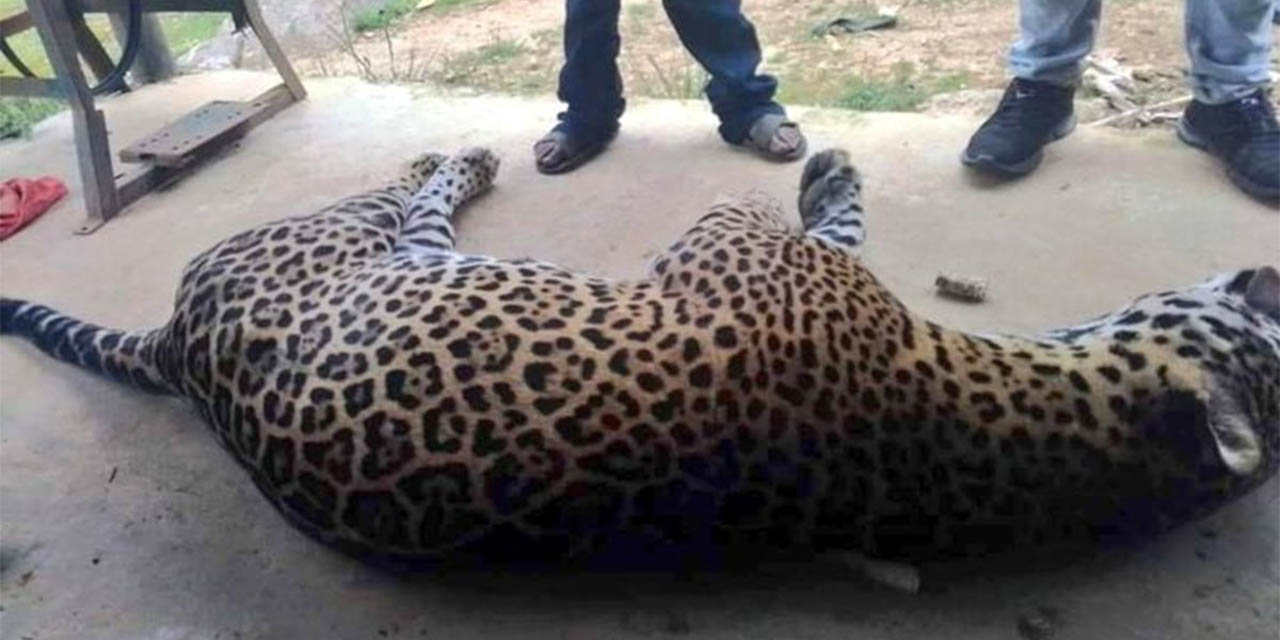 Envenenan a jaguar por matar un burro en la región de la Costa de Oaxaca | El Imparcial de Oaxaca