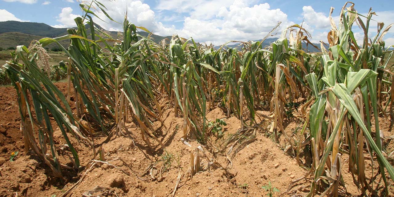 Agro, olvidado en tres años del gobierno de la 4T