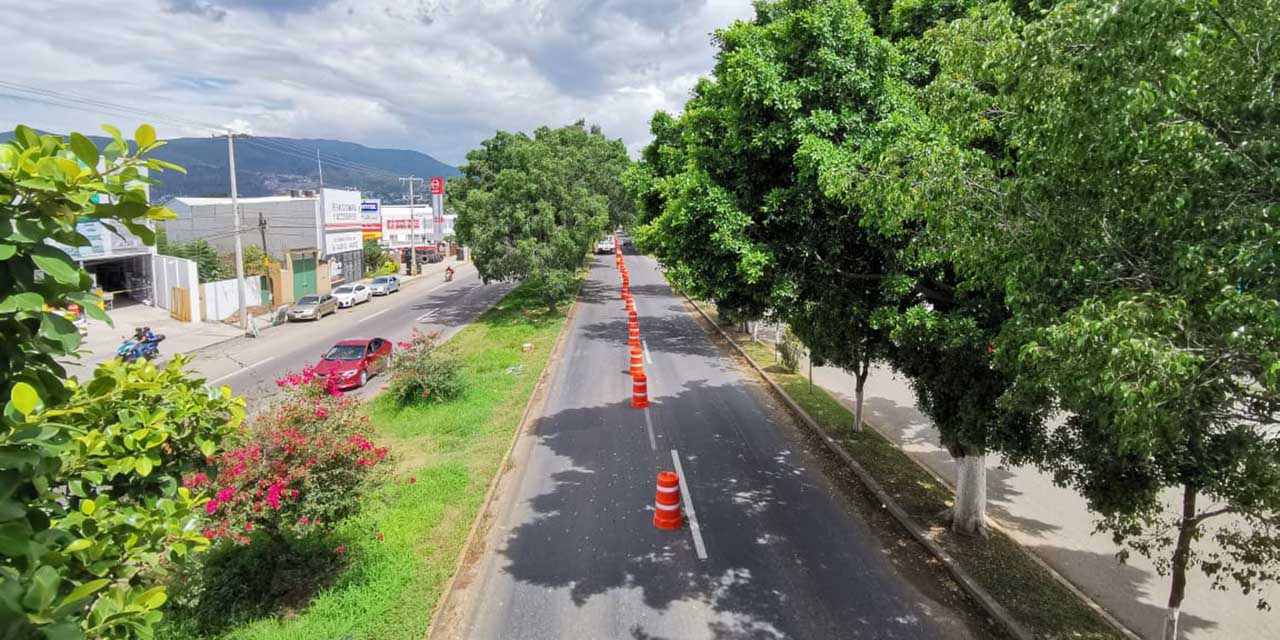 Juez concede amparo para detener derribo de árboles en Símbolos Patrios | El Imparcial de Oaxaca