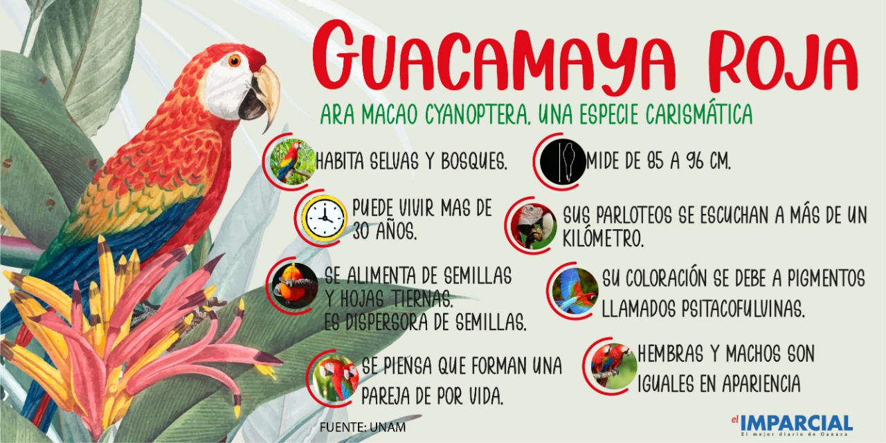 Guacamaya roja, un ave que puedes encontrar en Oaxaca | El Imparcial de Oaxaca