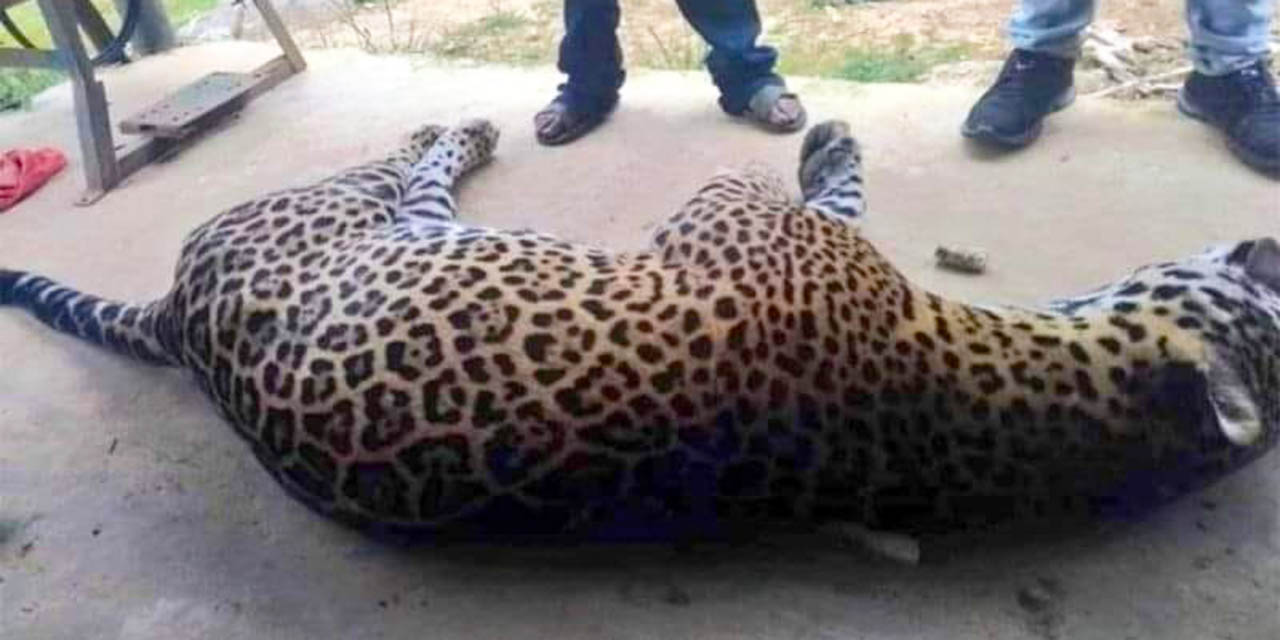 Campesino envenena a jaguar porque mató a su burro | El Imparcial de Oaxaca