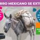 El burro mexicano está a punto de desaparecer