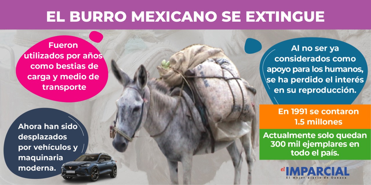 El burro mexicano está a punto de desaparecer | El Imparcial de Oaxaca