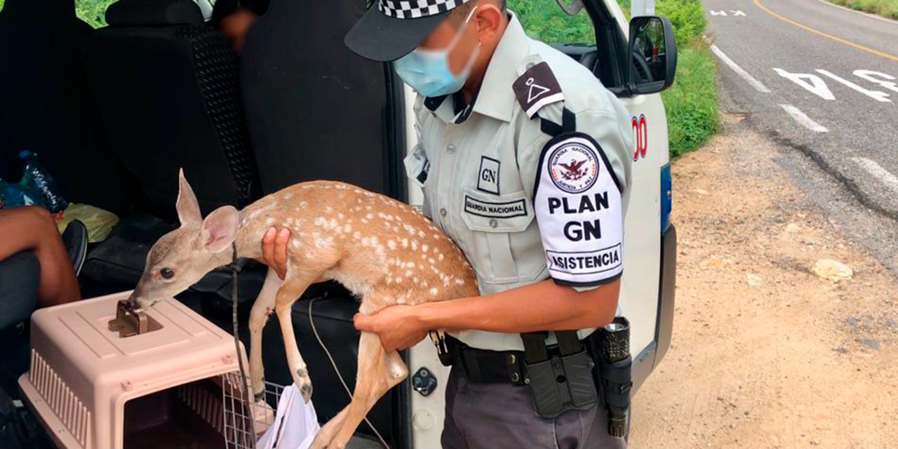 Aseguran cervatillo en peligro de Extinción | El Imparcial de Oaxaca