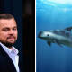 Leonardo DiCaprio estalla contra gobierno Mexicano por no proteger a la vaquita marina
