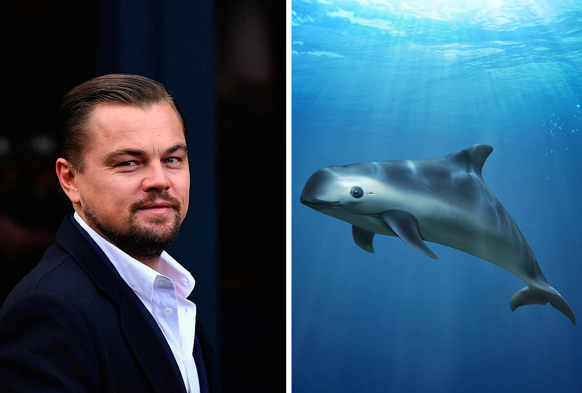 Leonardo DiCaprio estalla contra gobierno Mexicano por no proteger a la vaquita marina | El Imparcial de Oaxaca