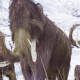 Encuentran huellas de mamut lanudo que vivió hace miles de años