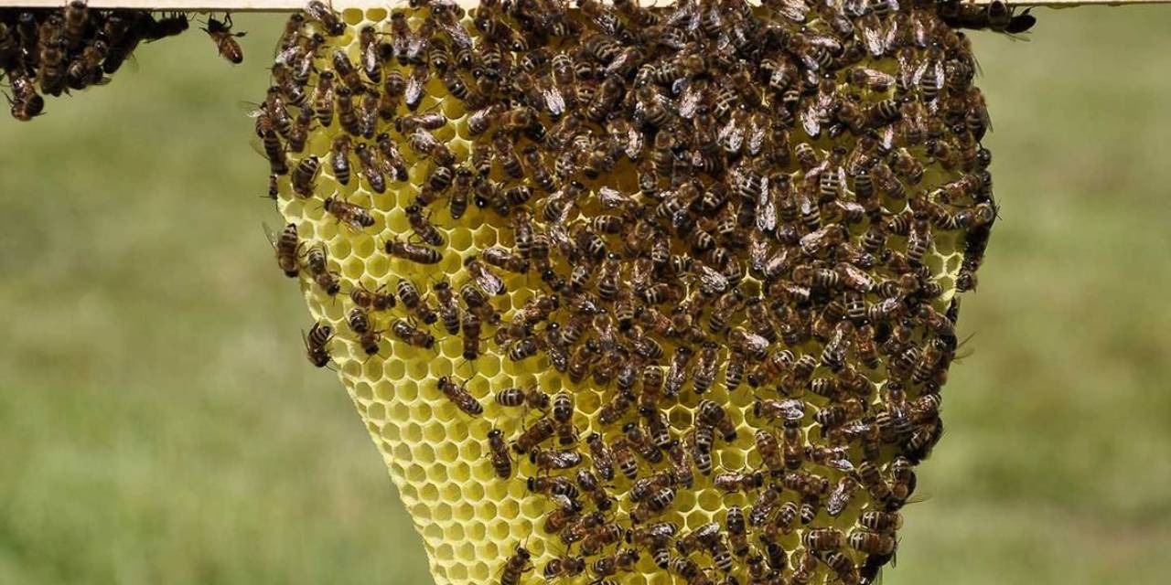Pandemia y calentamiento global incrementaron en un 50% el valor de miel de abeja | El Imparcial de Oaxaca