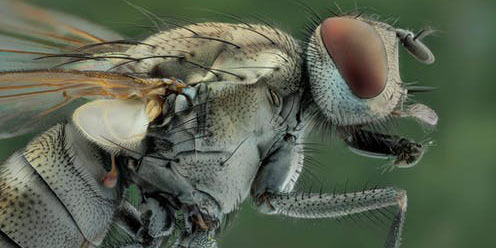 Existen tantos tipos de moscas, que de cada 10 moscas que ves hay 5 diferentes especies | El Imparcial de Oaxaca