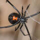 No le tengas miedo a las arañas: raramente pican, incluso si es una viuda negra