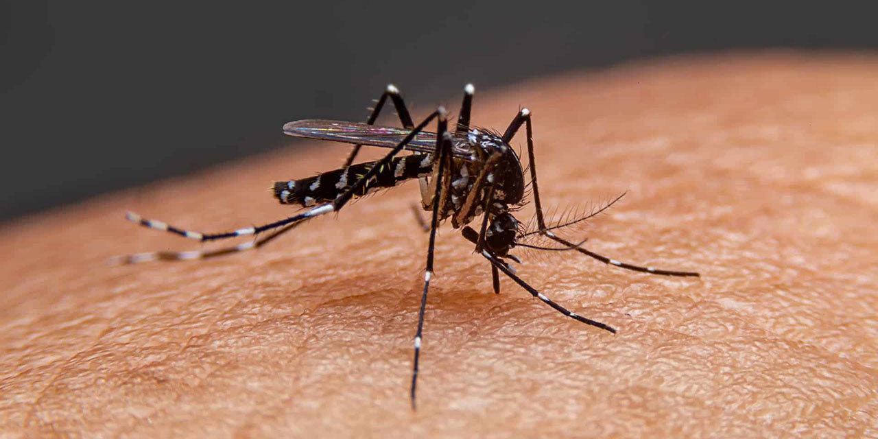 Oaxaca analiza más de 2 mil casos sospechosos de dengue | El Imparcial de Oaxaca