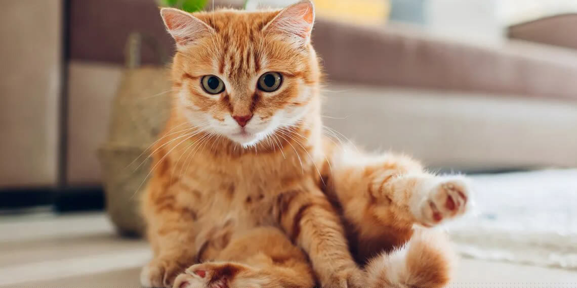 Deshazte del pelo de tu felino | El Imparcial de Oaxaca Deshazte del pelo de tu felino | El Imparcial de Oaxaca