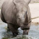 Hembra de rinoceronte muere ahogada después de huir de macho que buscaba aparearse