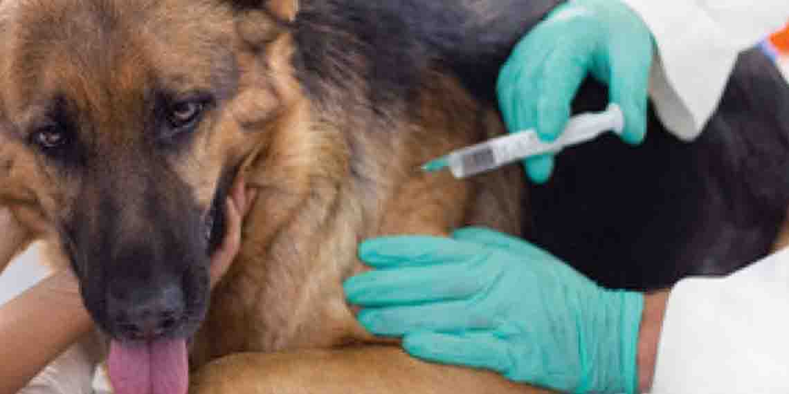 Aplicarán 3 mil vacunas antirrábicas a mascotas | El Imparcial de Oaxaca