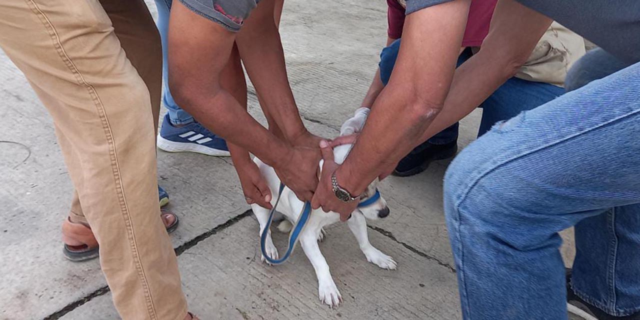 Se lleva a cabo Jornada de Vacunación Antirrábica canina y felina en Oaxaca
