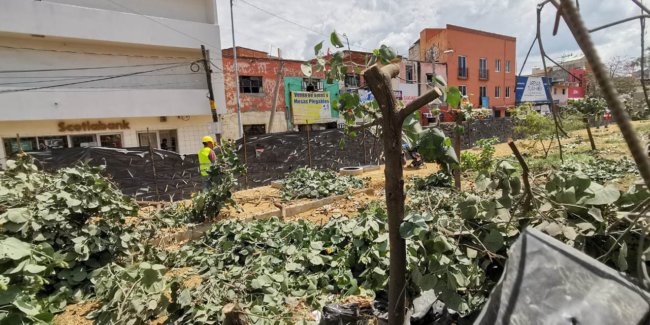 “Poda y no derribo de árboles” en Periférico, aclara activista | El Imparcial de Oaxaca