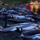Matan a mil 400 delfines en un día como parte de ‘tradición’ en islas Feroe