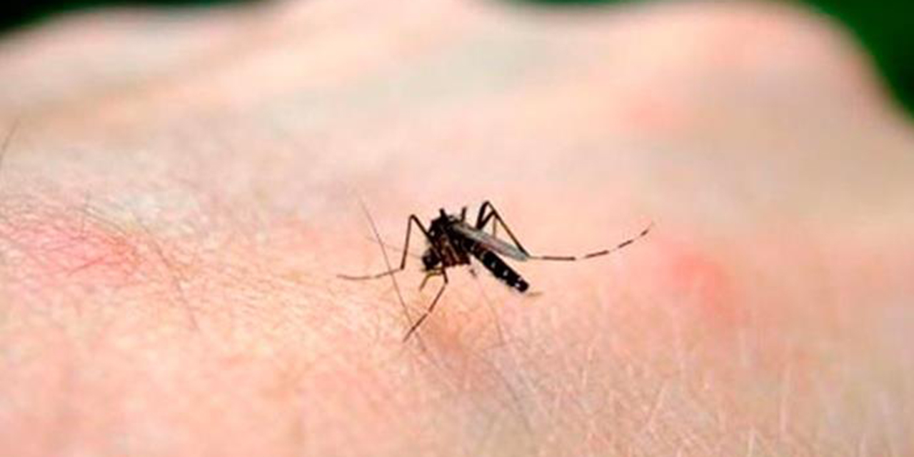 Reportan 3 decesos por dengue en Oaxaca | El Imparcial de Oaxaca Reportan 3 decesos por dengue en Oaxaca | El Imparcial de Oaxaca