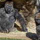 Al menos 18 gorilas del zoológico de Atlanta contrajeron el virus de covid-19