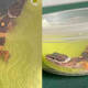 GN asegura a un pequeño reptil que es catalogado como especie protegida