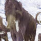 Empresa quiere hacer una des-extinción; desea traer de vuelta a los mamuts lanudos