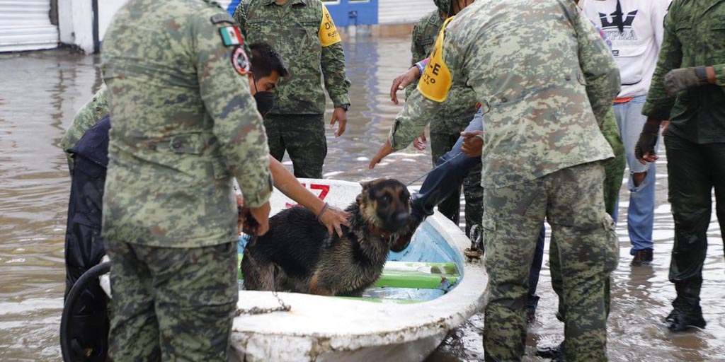 Soldados rescatan perros y gatos tras desbordamiento de río en Tula, Hidalgo, | El Imparcial de Oaxaca