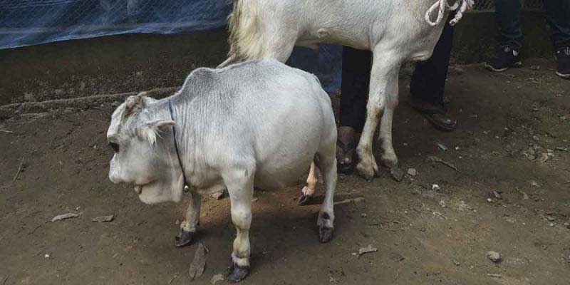 Rani, la vaca más pequeña del mundo, rompe récord Guinness | El Imparcial de Oaxaca Rani, la vaca más pequeña del mundo, rompe récord Guinness | El Imparcial de Oaxaca