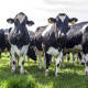 Detectan en Brasil dos casos de la ‘enfermedad de las vacas locas’