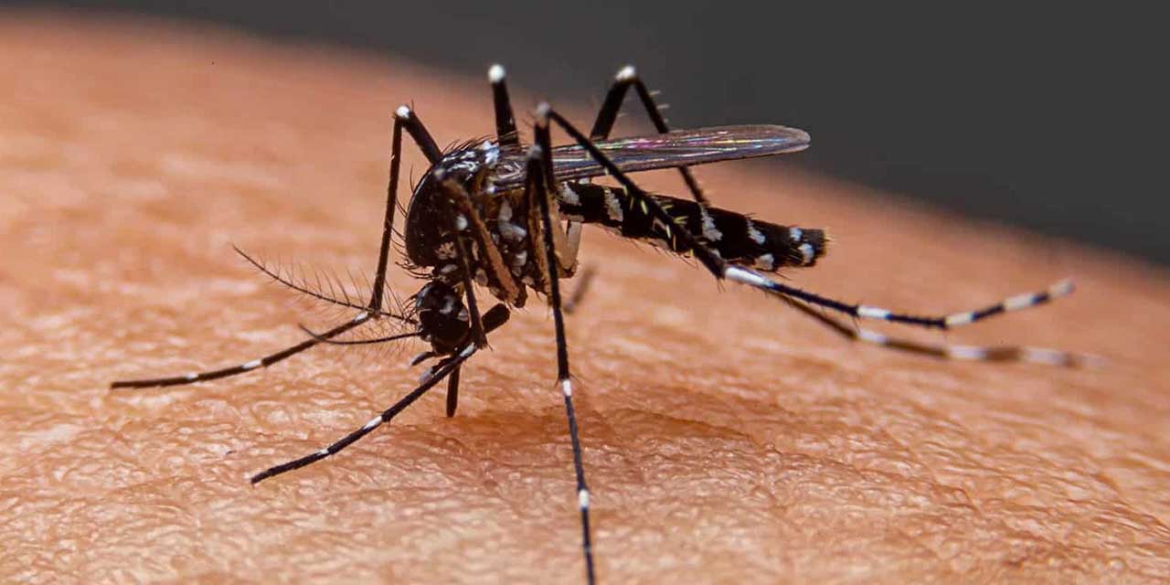 Registran 12 nuevos casos de dengue en Oaxaca | El Imparcial de Oaxaca Registran 12 nuevos casos de dengue en Oaxaca | El Imparcial de Oaxaca