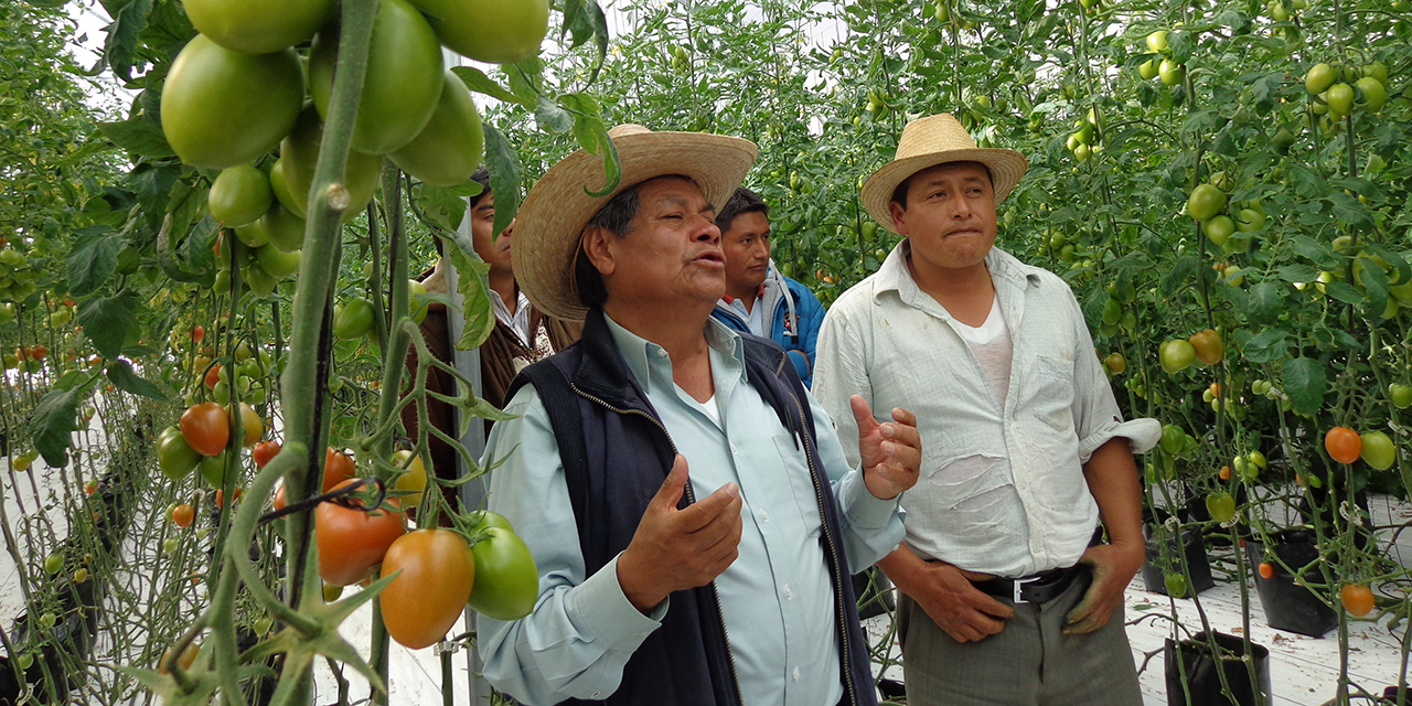 Agricultura protegida, forma de empleos en San Miguel Tulancingo | El Imparcial de Oaxaca