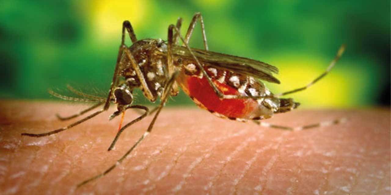 Alarman casos de dengue en Oaxaca; 29 en una semana | El Imparcial de Oaxaca