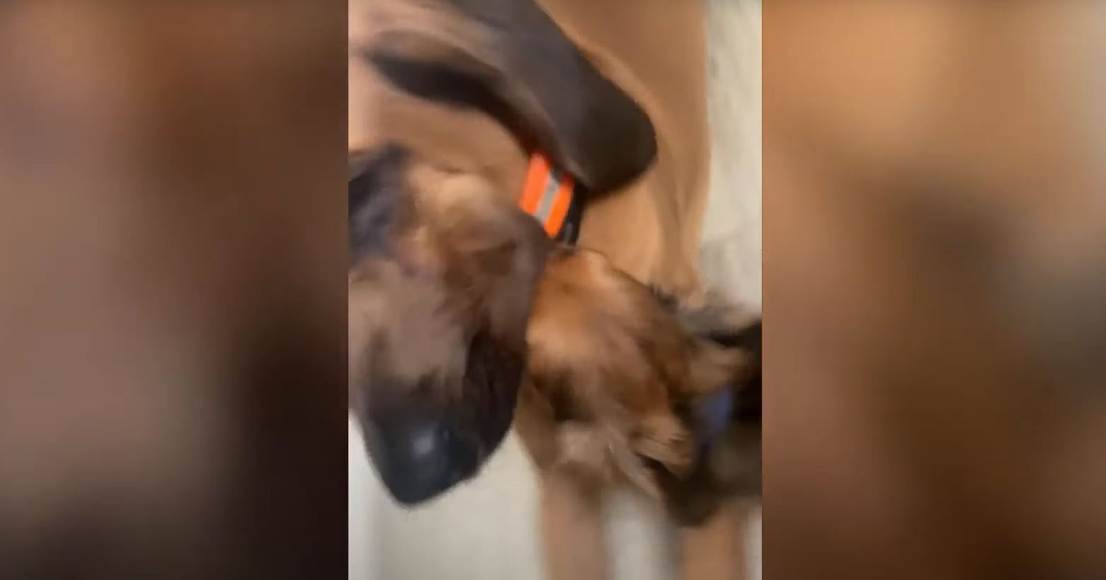 A este perrito le gusta meter la cabeza en la boca de su hermano, ve el vídeo aquí | El Imparcial de Oaxaca
