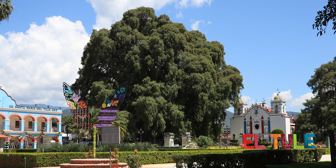 Triste aniversario para el milenario árbol del Tule | El Imparcial de Oaxaca