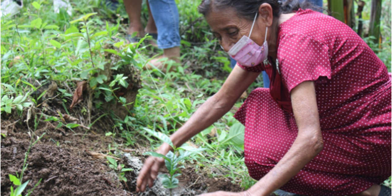 Siembran primera planta de Café Pluma mejorado | El Imparcial de Oaxaca