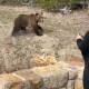 Por ‘selfie’ con osa grizzly arrestan y encarcelan a mujer en Estados Unidos
