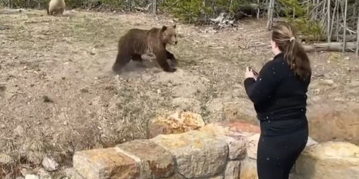 Por ‘selfie’ con osa grizzly arrestan y encarcelan a mujer en Estados Unidos | El Imparcial de Oaxaca
