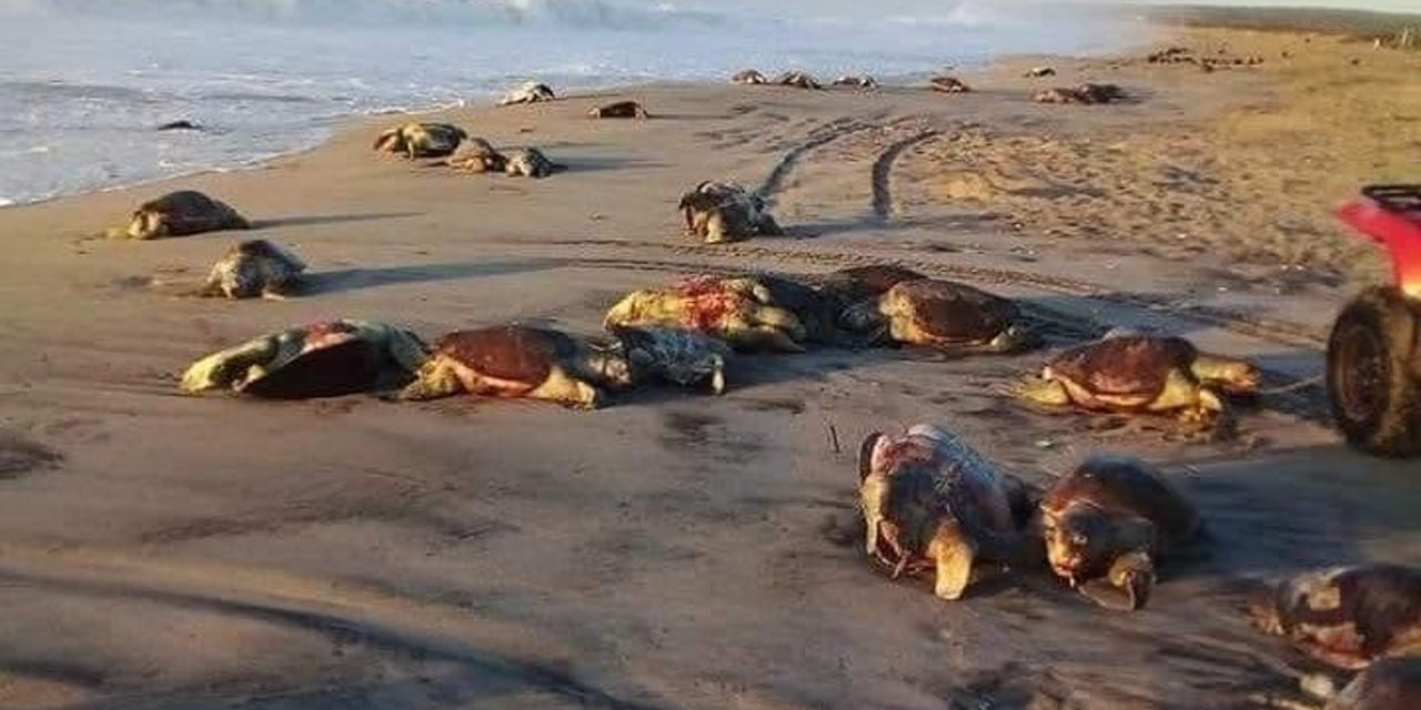 Semarnat y Profepa enmudecen ante muerte masiva de tortugas | El Imparcial de Oaxaca