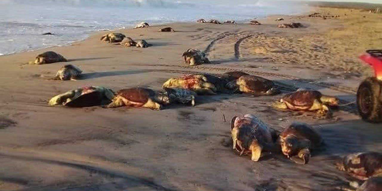 Redes pesqueras ocasionan muerte de 300 tortugas | El Imparcial de Oaxaca