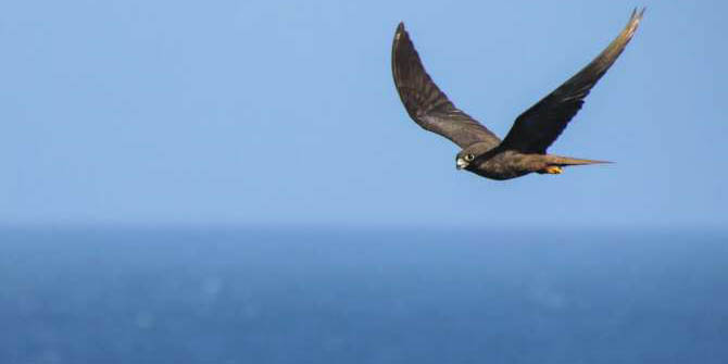 Aves terrestres realizan largos vuelos en el mar | El Imparcial de Oaxaca Aves terrestres realizan largos vuelos en el mar | El Imparcial de Oaxaca