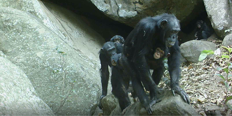 Los chimpancés, modelo para entender la evolución humana | El Imparcial de Oaxaca