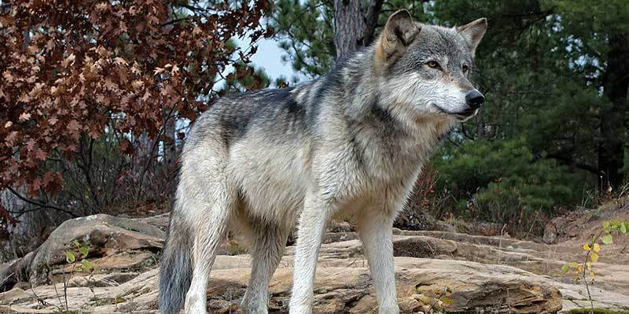Lobo gris mexicano se escapa de parque en Estado de México, autoridades están es su búsqueda | El Imparcial de Oaxaca
