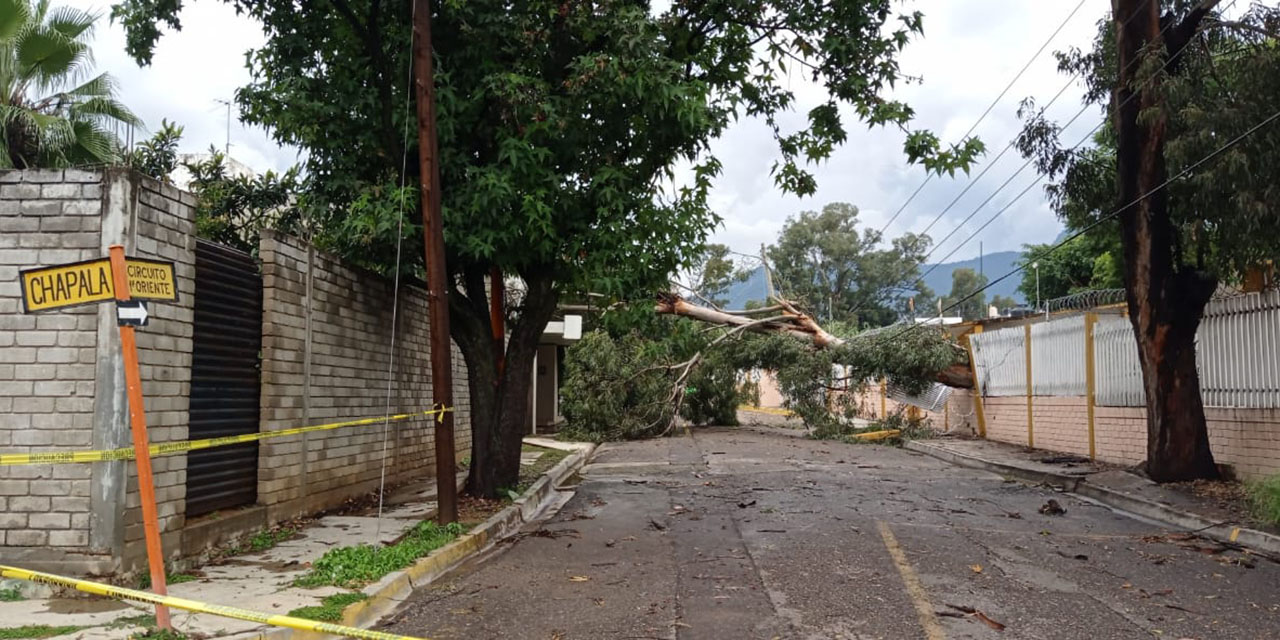 Tromba derriba árboles en Oaxaca | El Imparcial de Oaxaca Tromba derriba árboles en Oaxaca | El Imparcial de Oaxaca