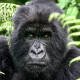 Muere famosa gorila del parque Virunga en República del Congo
