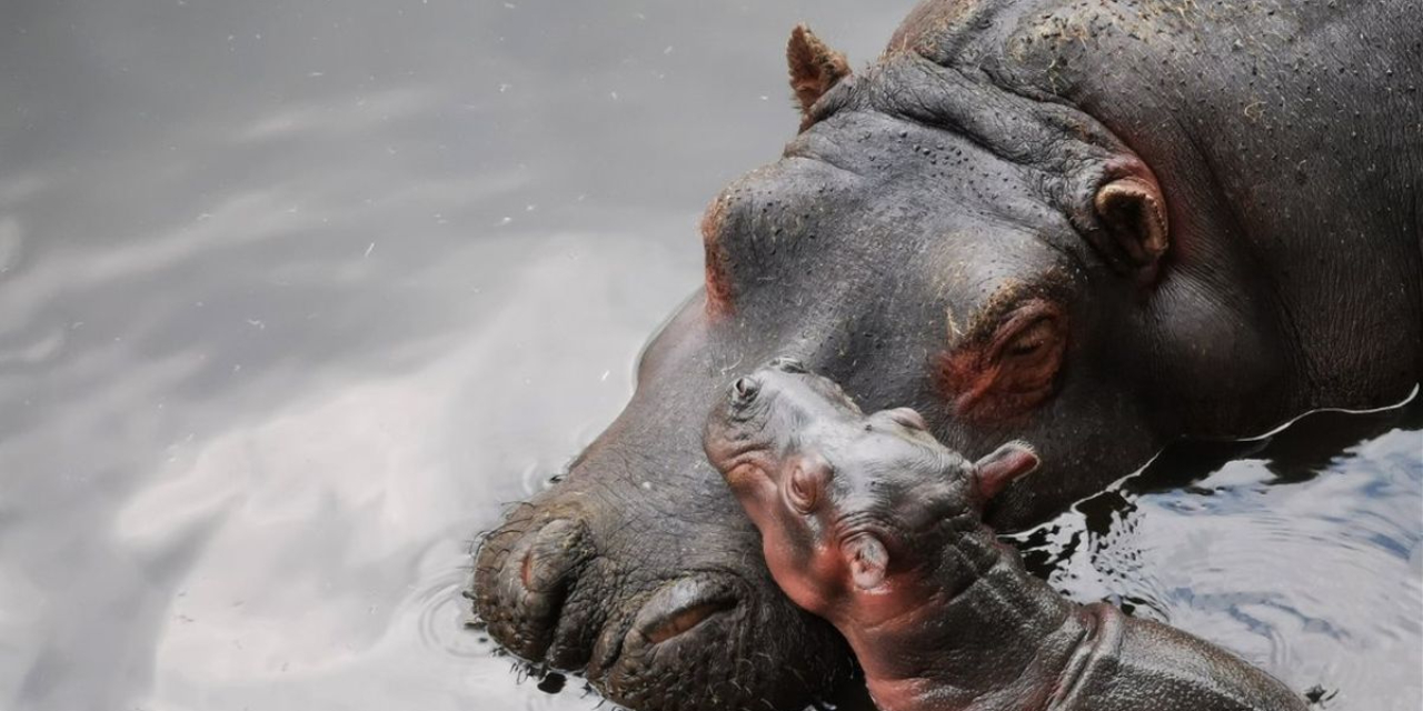 Del legado insólito de Pablo Escobar: se esterilizan a 24 hipopótamos | El Imparcial de Oaxaca