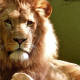 Alertan a la población por hombre que en su casa de Hidalgo tiene león de ‘mascota’