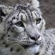 Muere leopardo en zoológico de Estados Unidos; presentaba síntomas de covid