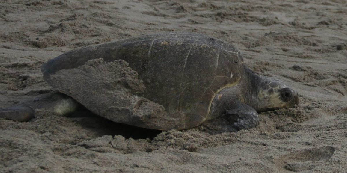 Redes pesqueras ocasionaron otras vez muerte masiva de tortugas | El Imparcial de Oaxaca Redes pesqueras ocasionaron otras vez muerte masiva de tortugas | El Imparcial de Oaxaca
