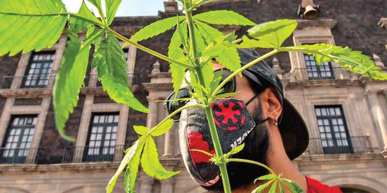 Senado flexibiliza portar marihuana; consumidores podrían traer 200 gramos | El Imparcial de Oaxaca