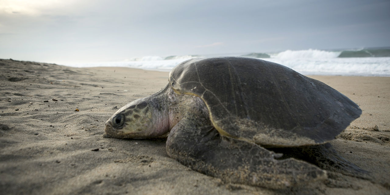 Registra Oaxaca 2.1 millones  de anidaciones de tortuga | El Imparcial de Oaxaca